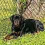 rottweiler, dog, grass, outdoor, pet, canine, fence, tree, sunlight, animal, nature, mammal, guard, alert, laying_down, brown, black, portrait, daytime, domestic_animal