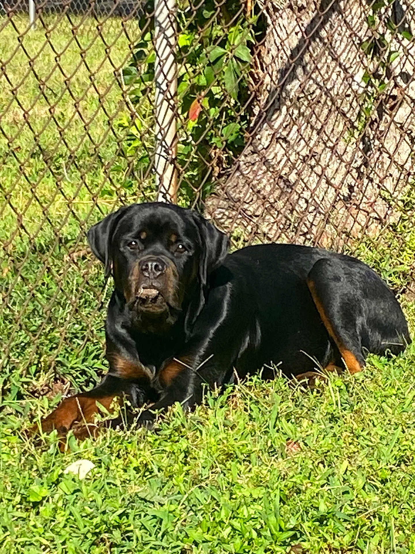 Lilly