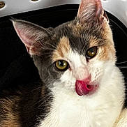 Dusty is registered to the contest to win money with this photo: cat, close_up, tongue_out, licking, fur, animal, pet, domestic, whiskers, ears, face, cute, white, gray, orange, basket, background, indoor, nostrils, eye