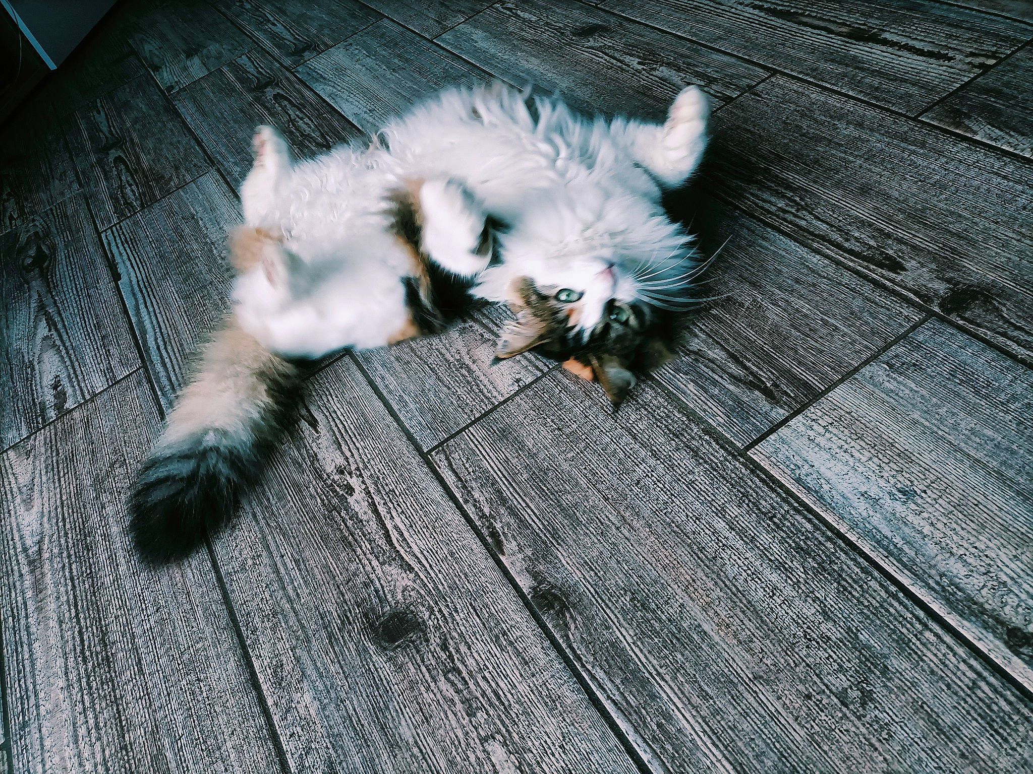Shenzi participe au concours pour gagner de l'argent avec cette photo : claw, companion_dog, dog, dog_breed, felidae, floor, flooring, foot, fur, hardwood, paw, plank, road_surface, shadow, small_to_medium_sized_cats, tail, toy_dog, whiskers, wood, wood_flooring