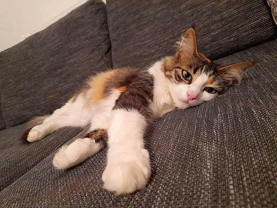 Shenzi a rejoint le concours — aidez-le/la à gagner de superbes lots ! carnivore, cat, claw, comfort, domestic_short_haired_cat, fawn, felidae, foot, fur, paw, sitting, small_to_medium_sized_cats, snout, tail, terrestrial_animal, whiskers, wood