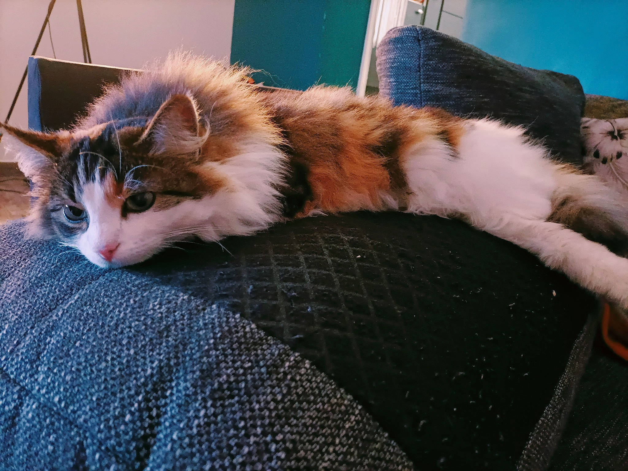 Shenzi participe au concours pour gagner de l'argent avec cette photo : carnivore, cat, claw, comfort, companion_dog, domestic_short_haired_cat, fawn, felidae, flooring, fur, lap, nap, pattern, paw, small_to_medium_sized_cats, snout, tail, whiskers, window, wood