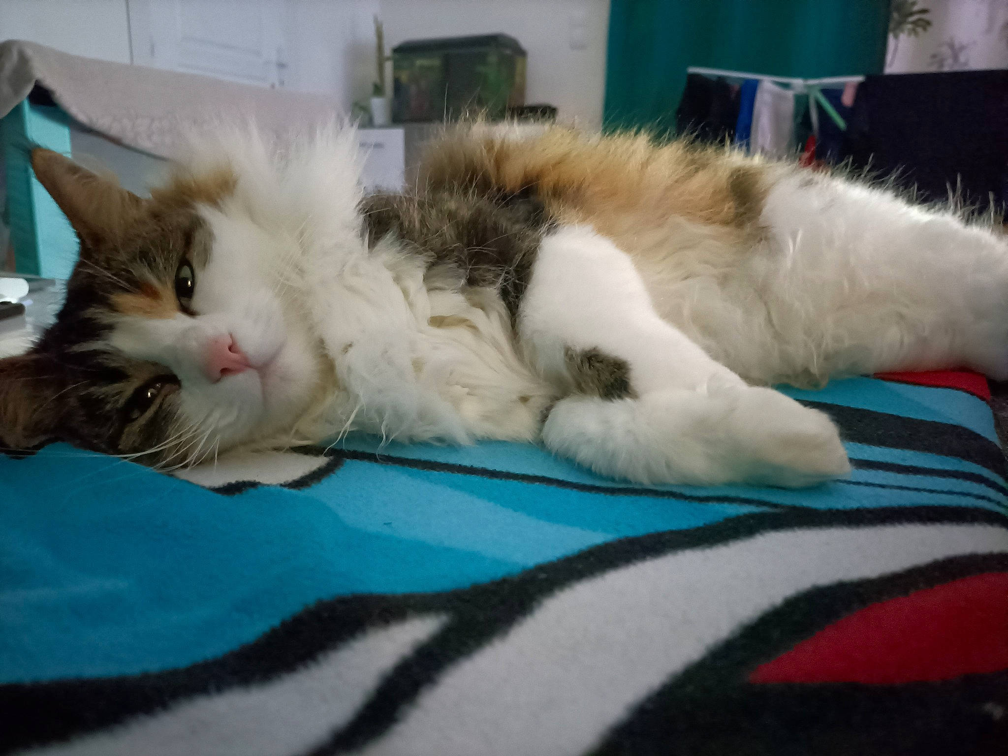 Shenzi participe au concours pour gagner de l'argent avec cette photo : bed, carnivore, cat, claw, comfort, domestic_short_haired_cat, felidae, fur, linens, nap, paw, sleep, small_to_medium_sized_cats, snout, tail, whiskers