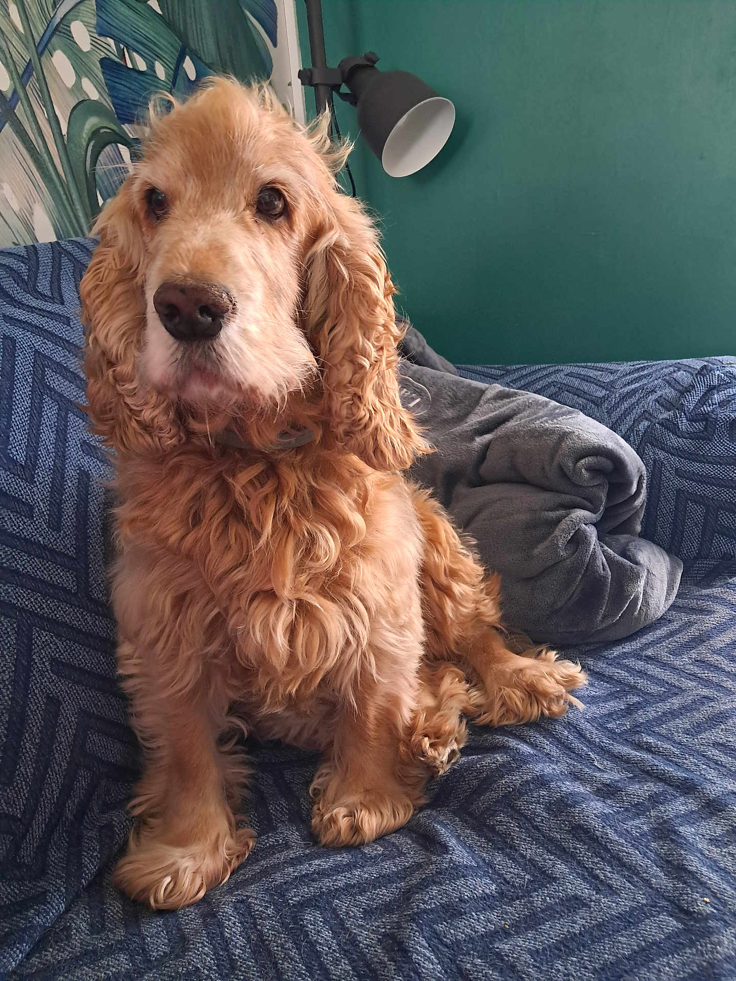 Justi participe au concours pour gagner de l'argent avec cette photo : dog, cocker_spaniel, curly_fur, pet, indoor, sofa, blue_couch, blanket, lamp, green_wall, wallpaper, cozy, home, fur, sitting, animal, portrait, cute, domestic, companion