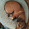 puppy, dog, sleeping, curled_up, brown_fur, pet, animal, dog_bed, basket, fluffy_blanket, stuffed_toy, plush_toy, cozy, indoors, resting, cute, small_dog, portrait, relaxed, nap