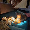 cat, dog, calico_cat, small_dog, pets, animal_companions, sofa, couch, indoor, living_room, sunlight, sleeping, resting, cozy, home, staircase, wooden_railing, cushions, patterned_fabric, portrait