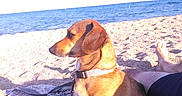 Silka participe au concours pour gagner de l'argent avec cette photo : dog, beach, seaside, ocean, sand, blanket, outdoor, summer, vacation, animal, pet, collar, sitting, brown_fur, shoreline, water, relaxation, beachgoers, sunlight, portrait