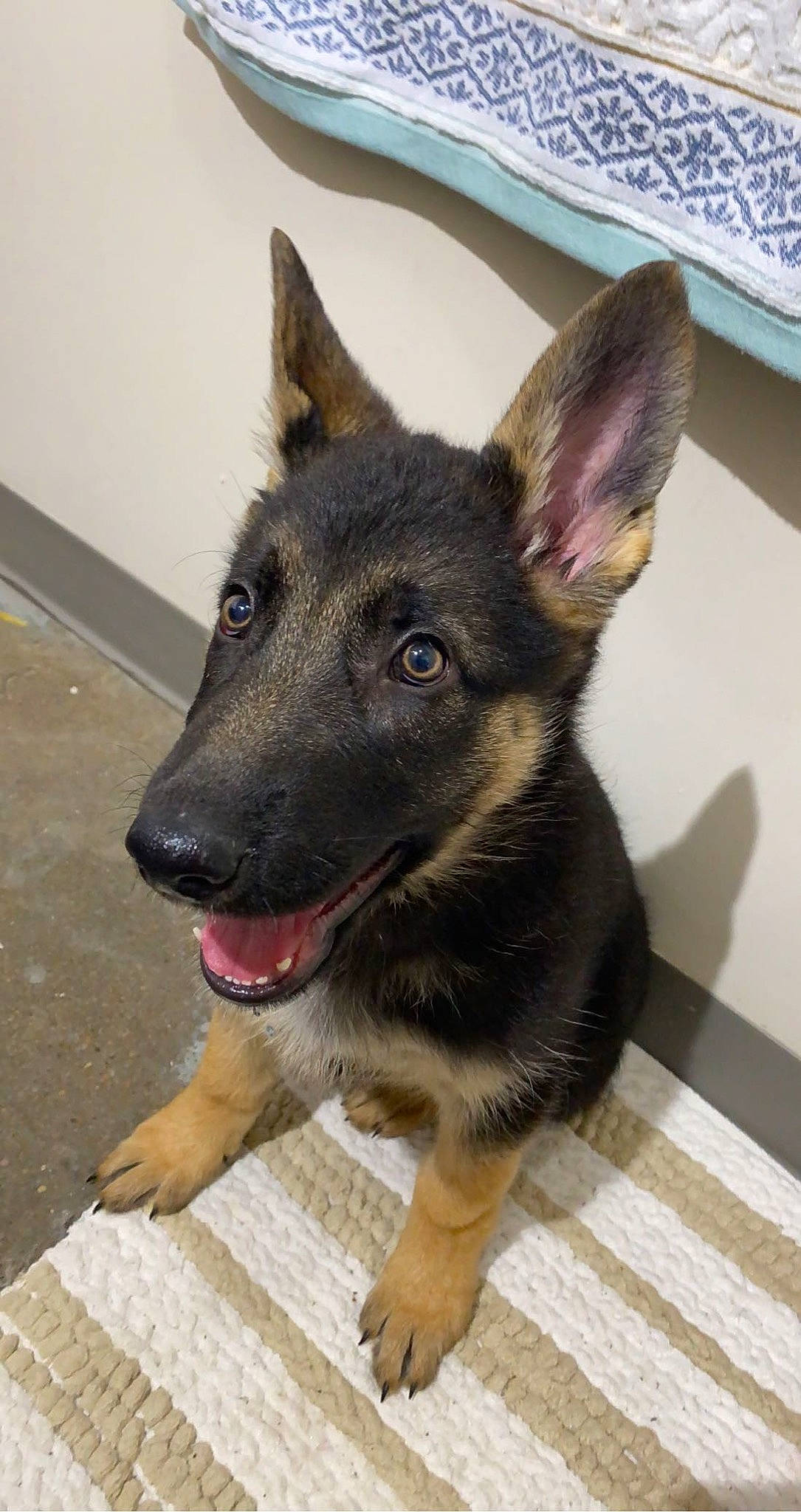 Kita joined the competition — help win amazing prizes! canidae, carnivore, companion_dog, dog, dog_breed, east_european_shepherd, fawn, flooring, fur, german_shepherd_dog, herding_dog, king_shepherd, old_german_shepherd_dog, snout, sporting_group, terrestrial_animal, whiskers, working_animal, working_dog