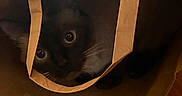 Carmine joined the competition — help win amazing prizes! cat, black_cat, paper_bag, curious, indoor, wooden_floor, pet, animal, hiding, cute, whiskers, eyes, cozy, brown_bag, close_up, domestic_cat, feline, playful, home, curiosity