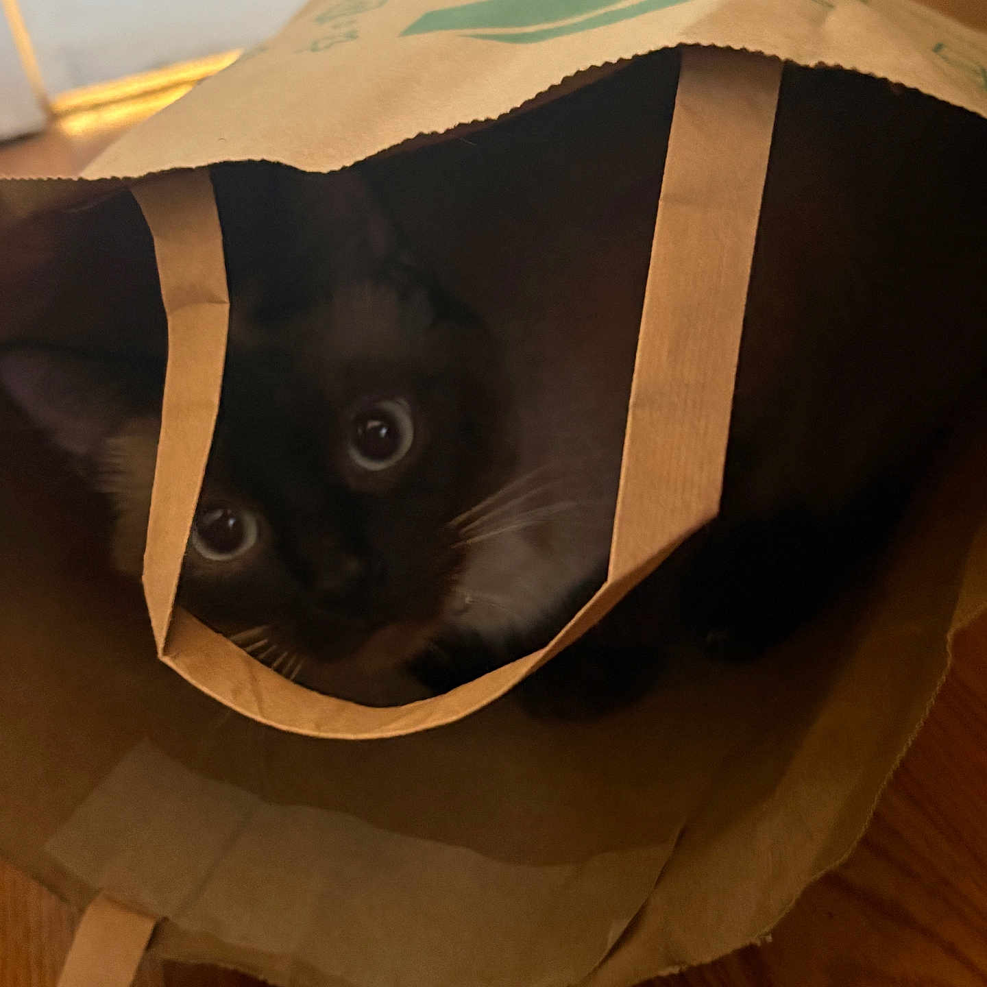 Carmine joined the competition — help win amazing prizes! cat, black_cat, paper_bag, curious, indoor, wooden_floor, pet, animal, hiding, cute, whiskers, eyes, cozy, brown_bag, close_up, domestic_cat, feline, playful, home, curiosity