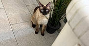 Carmine is registered to the contest to win money with this photo: animal, blue_eyes, cat, corner, curious, domestic, door, ears, eye_contact, floor_tiles, furniture, indoor, light, pet, potted_plant, siamese_cat, sitting, small, tail, whiskers