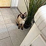 cat, siamese_cat, blue_eyes, potted_plant, indoor, floor_tiles, door, furniture, curious, pet, animal, whiskers, ears, tail, small, domestic, eye_contact, sitting, corner, light