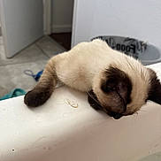 Carmine is registered to the contest to win money with this photo: siamese_cat, kitten, bathtub, white, curious, home, indoor, pet, animal, floor, door, tile_floor, water, edge, paw, feline, young_cat, domestic_cat, looking_down, light