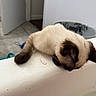 siamese_cat, kitten, bathtub, white, curious, home, indoor, pet, animal, floor, door, tile_floor, water, edge, paw, feline, young_cat, domestic_cat, looking_down, light