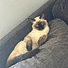Carmine is registered to the contest to win money with this photo: cat, siamese_cat, pet, feline, relaxed, couch, gray, indoor, fur, animal, cute, resting, cozy, home, mammal, whiskers, tail, ears, blue_eyes, portrait