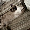 Carmine joined the competition — help win amazing prizes! cat, siamese, litter_box, floor, tiles, pet, animal, indoor, fur, relaxed, curious, whiskers, ears, paws, home, domestic, laying, mess, scattered, brown