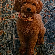 Willow joined the competition — help win amazing prizes! dog, poodle, brown, curly_fur, scarf, pet, indoor, rug, patterned_rug, sitting, cute, animal, fur, portrait, looking_at_camera, domestic_animal, companion, fluffy, small_dog, home