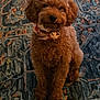 dog, poodle, brown, curly_fur, scarf, pet, indoor, rug, patterned_rug, sitting, cute, animal, fur, portrait, looking_at_camera, domestic_animal, companion, fluffy, small_dog, home