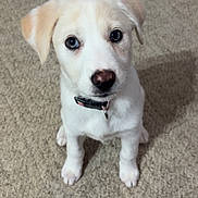 Rachel is registered to the contest to win money with this photo: puppy, dog, canine, white_fur, floppy_ears, brown_nose, blue_eyes, collar, sitting, carpet, indoor, portrait, pet, cute, adorable, animal, front_view, looking_at_camera, full_body, home