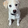 puppy, dog, canine, white_fur, floppy_ears, brown_nose, blue_eyes, collar, sitting, carpet, indoor, portrait, pet, cute, adorable, animal, front_view, looking_at_camera, full_body, home
