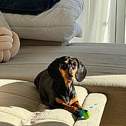 Isi a rejoint le concours — aidez-le/la à gagner de superbes lots ! dog, dachshund, pet, toy, couch, sunlight, indoor, blanket, pillow, beige, black, tan, chewed_toy, shadow, window, relaxed, animal, fur, home, cozy