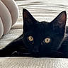 animal, black_cat, close_up, cozy, cushion, cute, domestic_cat, ears, feline, fur, indoor, kitten, lying_down, pet, relaxed, resting, soft_light, texture, whiskers, yellow_eyes