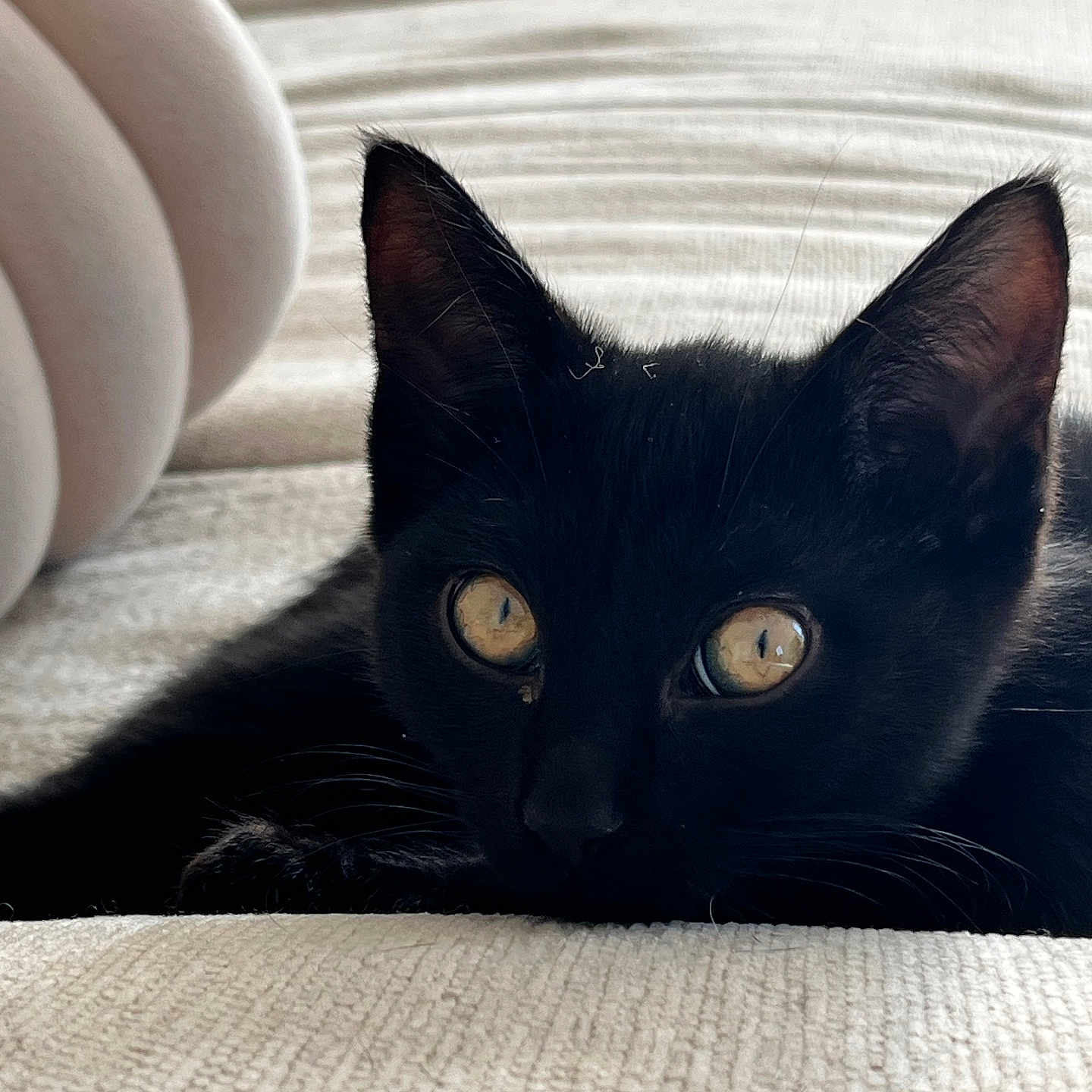 Tsuki