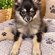 Biscuit participe au concours pour gagner de l'argent avec cette photo : puppy, dog, small_dog, fluffy, black_and_tan, sitting, portrait, pet, animal, cute, adorable, front_facing, brown_eyes, pointed_ears, fur, blanket, paw_print, cushion, houseplant, indoor