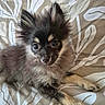 Biscuit a rejoint le concours — aidez-le/la à gagner de superbes lots ! puppy, dog, fluffy, black_and_tan, small_dog, animal, pet, portrait, lying_down, bed, bedspread, indoors, cute, adorable, big_eyes, pointed_ears, fur, paws, relaxed, photography