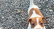 Baaxter a rejoint le concours — aidez-le/la à gagner de superbes lots ! animal, brown_and_white, cute, daylight, dog, ears, four_legs, gravel, happy, looking_up, nature, outdoor, pet, playful, puppy, small_dog, stone_ground, tail, tongue_out, young_dog