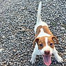 puppy, dog, brown_and_white, tongue_out, happy, playful, young_dog, pet, animal, outdoor, gravel, stone_ground, cute, looking_up, small_dog, ears, tail, four_legs, nature, daylight