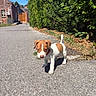 Baaxter a rejoint le concours — aidez-le/la à gagner de superbes lots ! puppy, dog, outdoor, street, sunlight, greenery, building, sidewalk, small, brown_and_white, cute, young, animal, pet, walking, nature, daytime, collar, curious, adorable