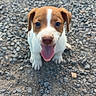 Baaxter a rejoint le concours — aidez-le/la à gagner de superbes lots ! puppy, dog, brown_and_white, tongue_out, happy, cute, pet, animal, gravel, outdoor, small_dog, sitting, looking_up, playful, young_dog, canine, adorable, fur, nose, ears