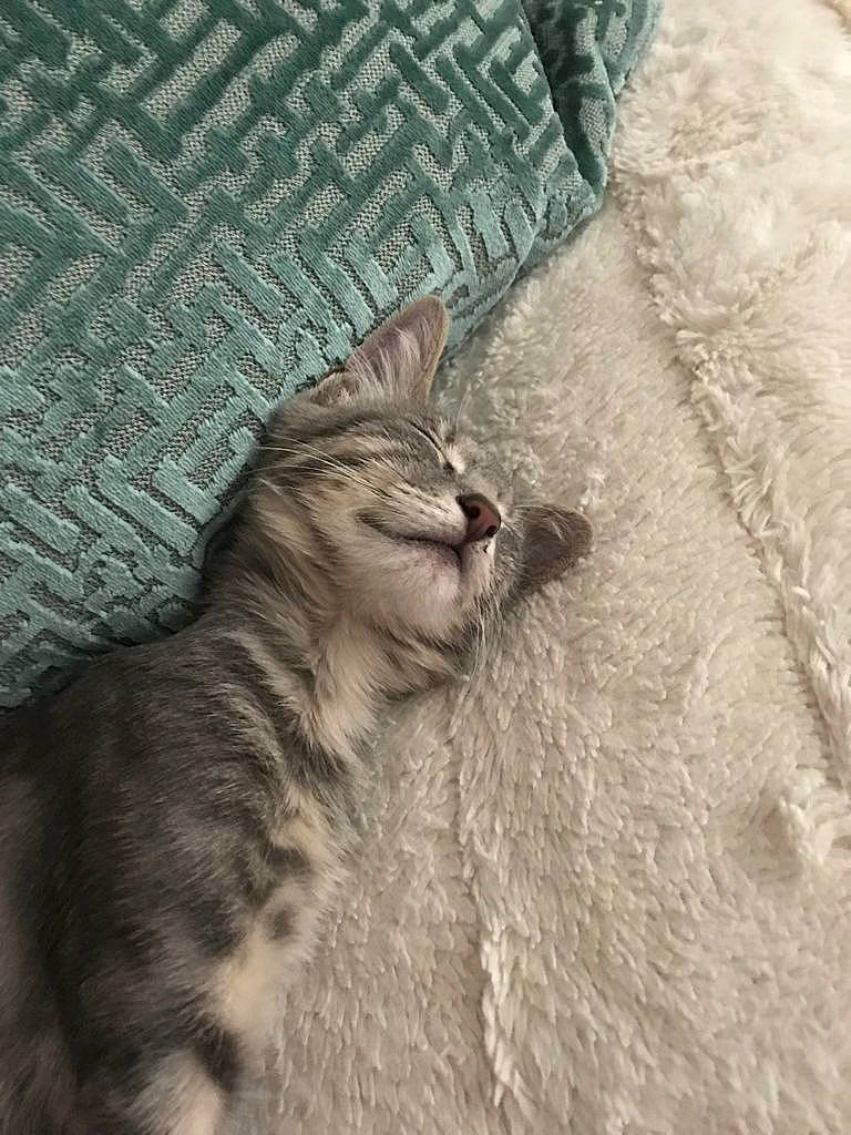 Elsie is registered to the contest to win money with this photo: carnivore, cat, claw, comfort, domestic_short_haired_cat, fawn, felidae, fur, grey, linens, mammal, paw, small_to_medium_sized_cats, snout, tail, terrestrial_animal, tree, whiskers, wood, woven_fabric