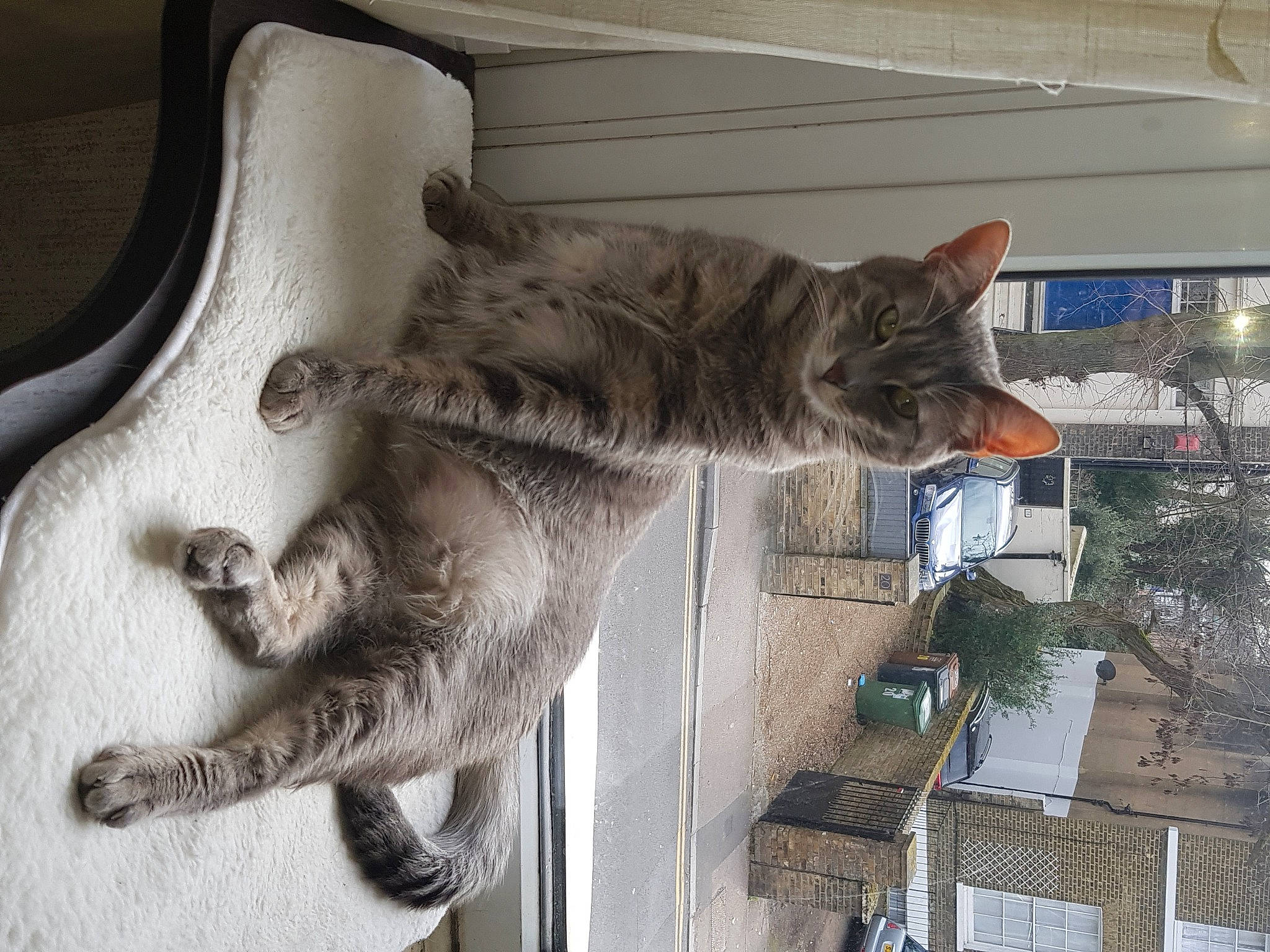 Elsie joined the competition — help win amazing prizes! carnivore, cat, claw, domestic_short_haired_cat, felidae, fur, metal, small_to_medium_sized_cats, snout, tail, whiskers, window