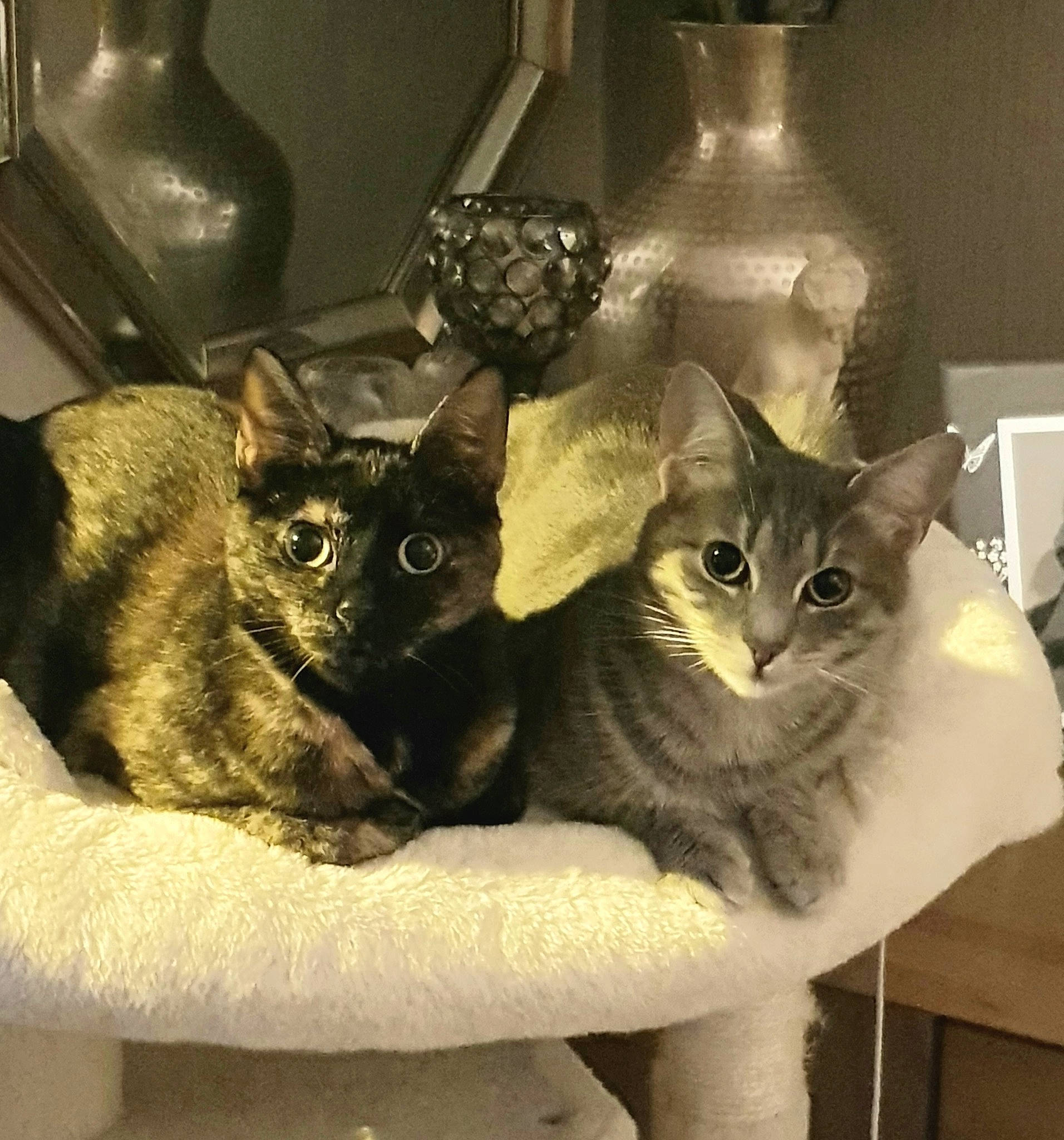 Elsie is registered to the contest to win money with this photo: carnivore, cat, cat_bed, cat_supply, comfort, domestic_short_haired_cat, drinkware, felidae, fur, grey, house, mammal, metal, pet_supply, serveware, small_to_medium_sized_cats, tableware, tail, whiskers, window