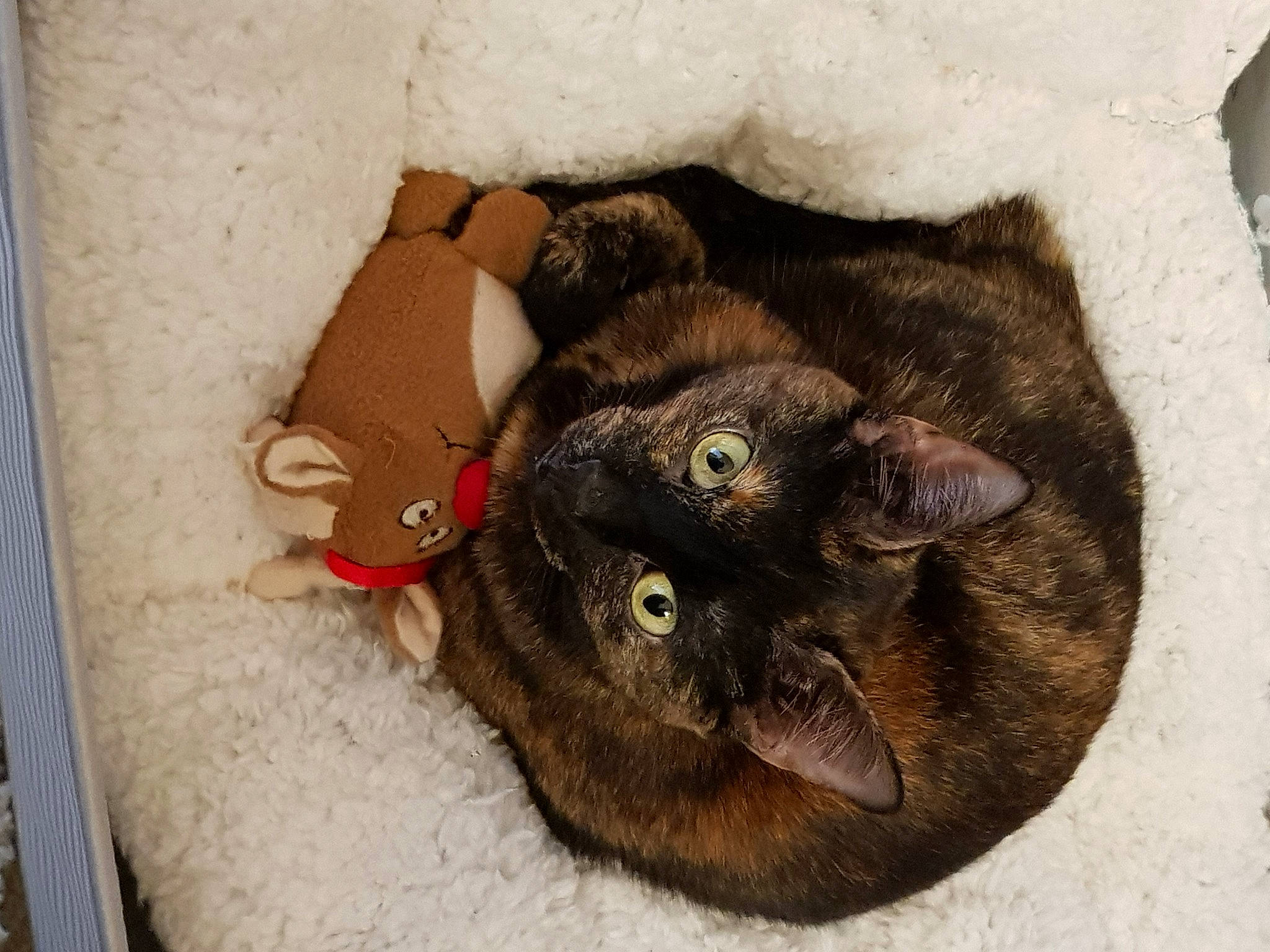 Nelly is registered to the contest to win money with this photo: black_cat, carnivore, cat, cat_bed, claw, comfort, domestic_short_haired_cat, fawn, felidae, fur, havana_brown, liver, paw, small_to_medium_sized_cats, snout, tail, terrestrial_animal, whiskers, wood, working_animal