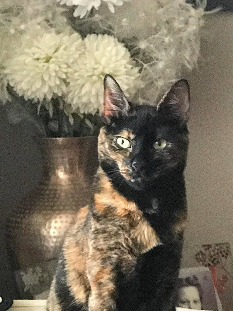 Nelly joined the competition — help win amazing prizes! art, artificial_flower, carnivore, cat, cut_flowers, domestic_short_haired_cat, felidae, flower, flower_arranging, flowerpot, fur, houseplant, petal, plant, small_to_medium_sized_cats, tail, tree, vase, whiskers, window