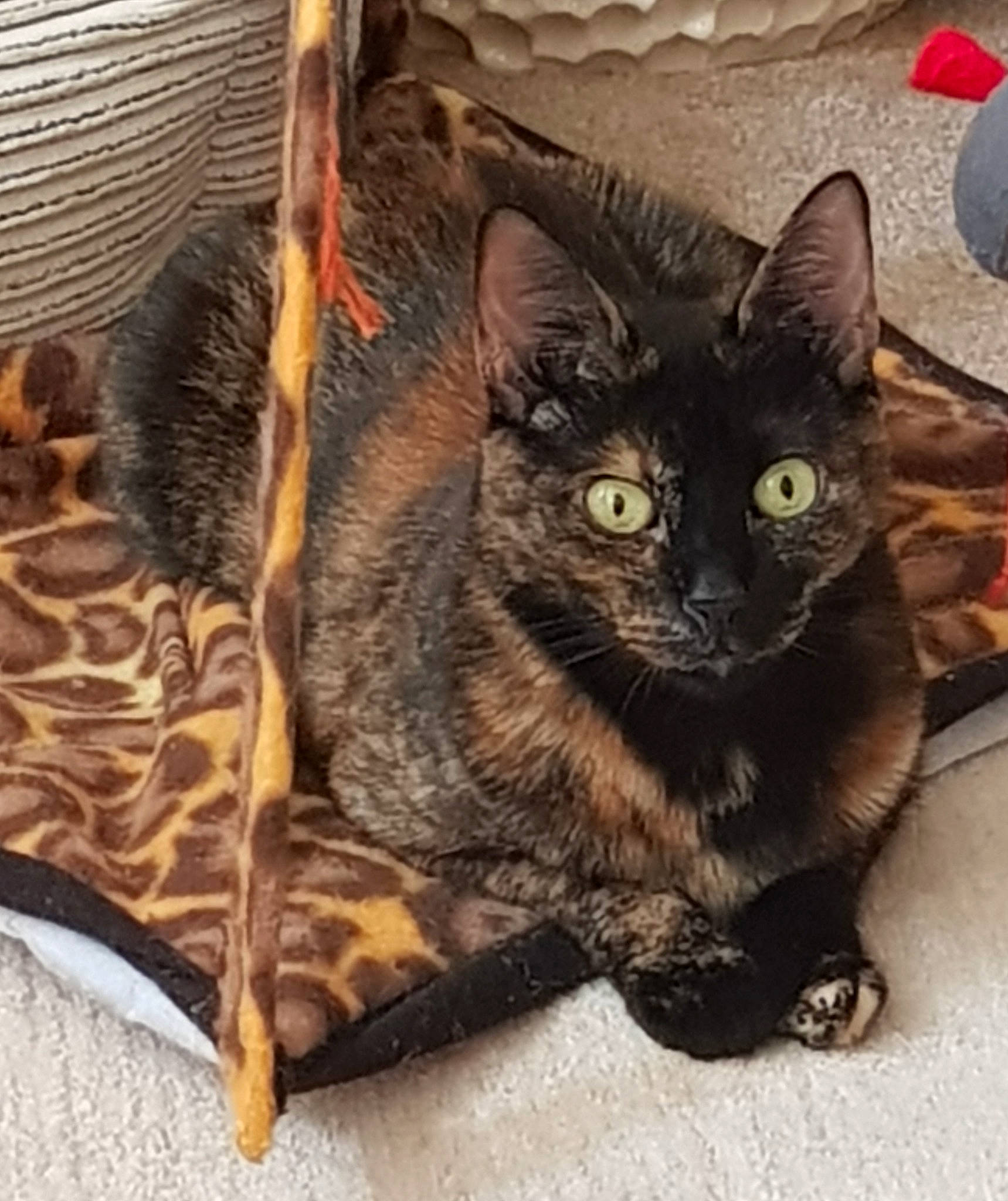 Nelly is registered to the contest to win money with this photo: black_cat, box, carnivore, cat, claw, comfort, domestic_short_haired_cat, felidae, fur, metal, paw, small_to_medium_sized_cats, snout, square, tail, whiskers, window, wood