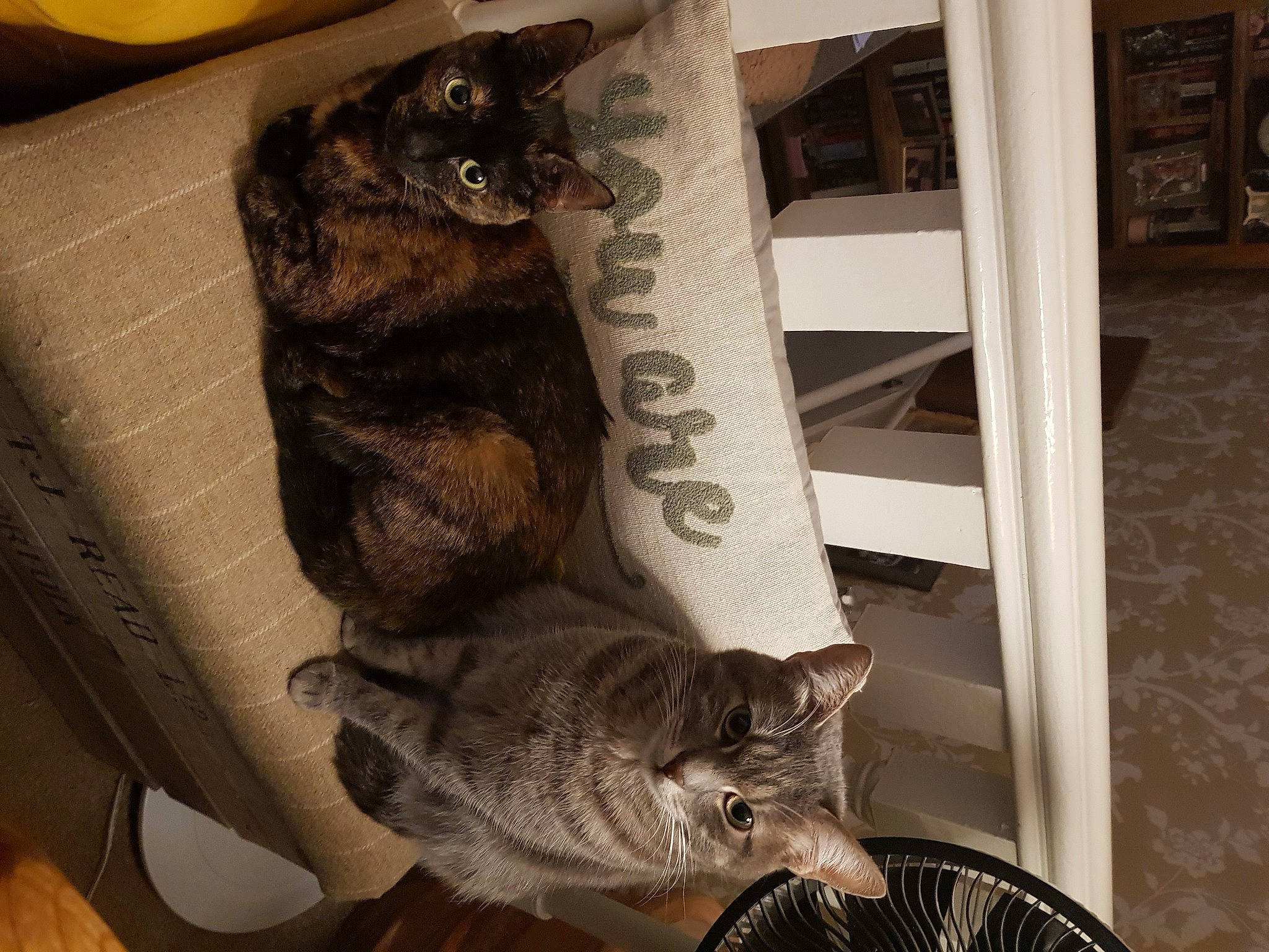 Nelly is registered to the contest to win money with this photo: bicycle_tire, carnivore, cat, cat_supply, claw, comfort, domestic_short_haired_cat, felidae, fur, grey, mammal, metal, room, small_to_medium_sized_cats, tail, tire, vertebrate, wheel, whiskers, wood