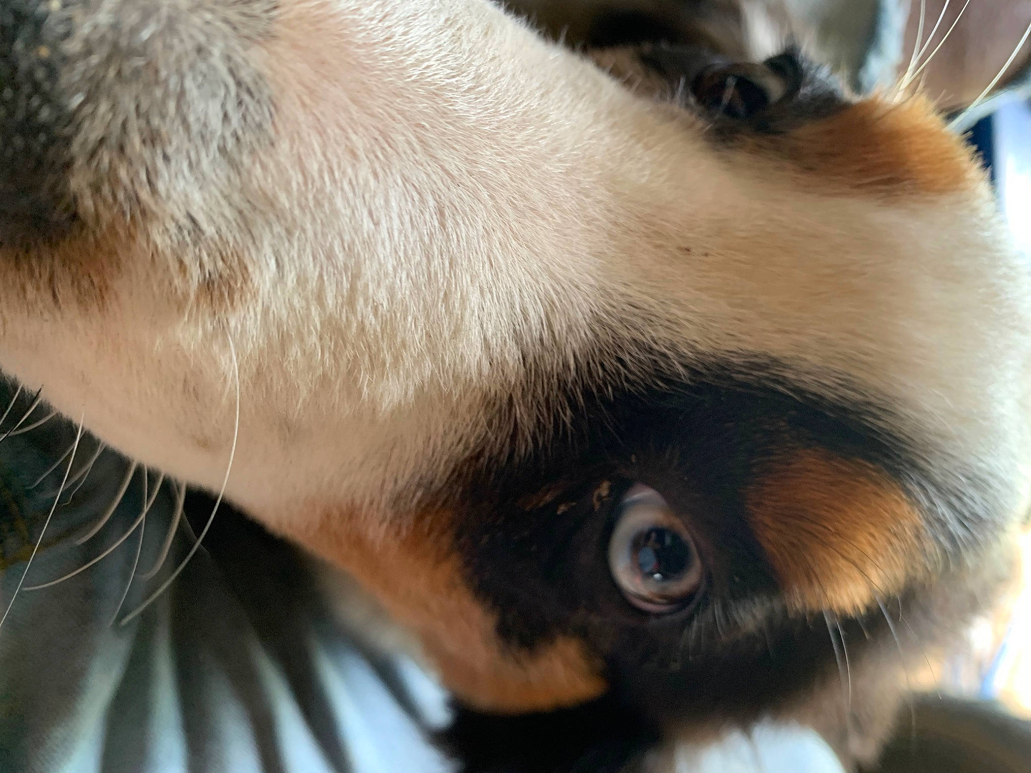 Tucker joined the competition — help win amazing prizes! carnivore, close_up, collar, companion_dog, dog, dog_breed, ear, eye, eyebrow, eyelash, fawn, felidae, fur, head, nose, snout, sporting_group, whiskers, wildlife, working_animal