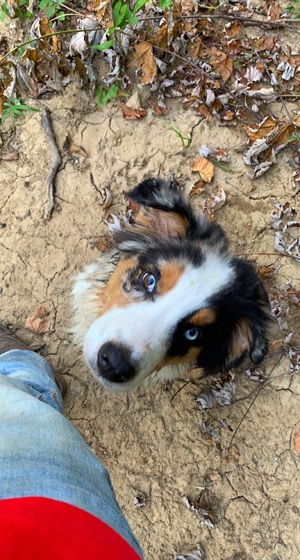 Tucker is registered to the contest to win money with this photo: canidae, carnivore, companion_dog, dog, dog_breed, fawn, fur, grass, herding_dog, plant, rock, snout, soil, sporting_group, terrestrial_animal, tree, whiskers, wildlife, wood, working_dog