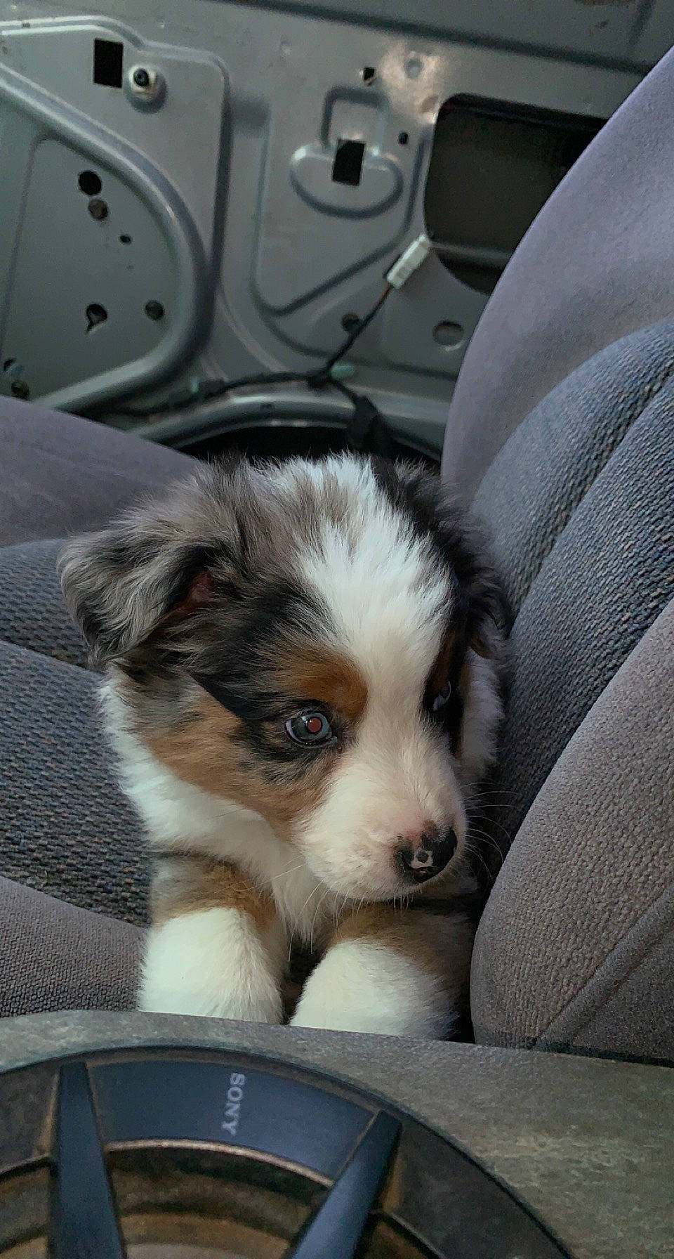 Tucker joined the competition — help win amazing prizes! auto_part, automotive_design, canidae, car_seat, carnivore, comfort, companion_dog, dog, dog_breed, fur, herding_dog, luxury_vehicle, snout, sporting_group, terrestrial_animal, toy_dog, vehicle, whiskers, working_animal, working_dog