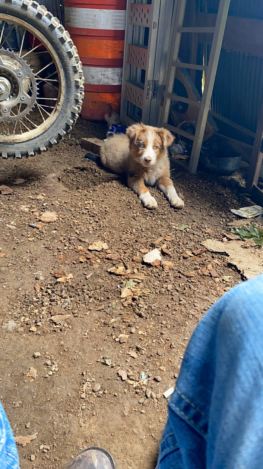 Macy is registered to the contest to win money with this photo: asphalt, automotive_tire, bicycle_tire, blue, carnivore, dog, fawn, fender, hubcap, mammal, motor_vehicle, road_surface, synthetic_rubber, tints_and_shades, tire, tread, vehicle, wheel, wood, working_animal