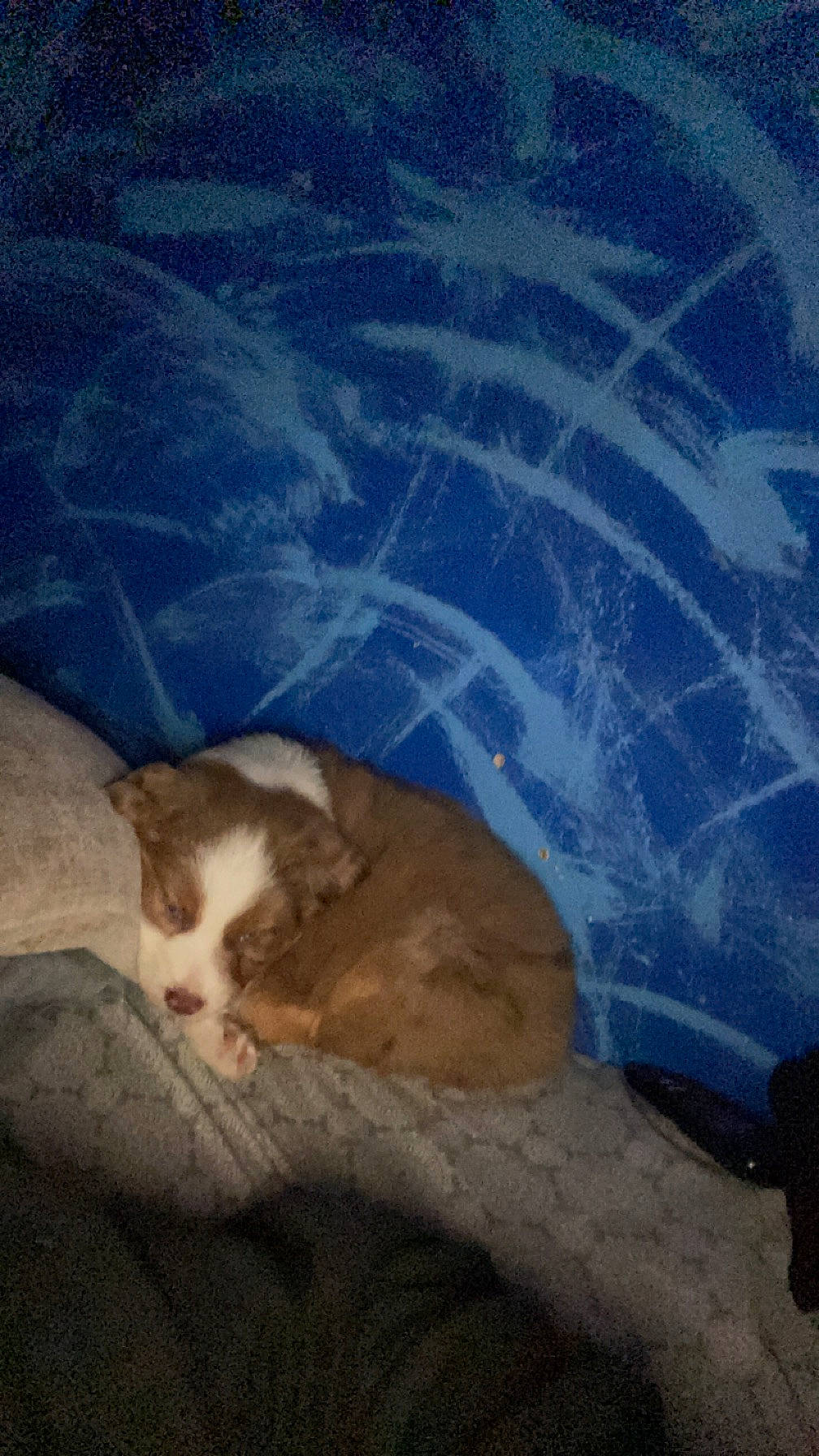 Macy joined the competition — help win amazing prizes! carnivore, cat, cloud, comfort, domestic_short_haired_cat, fawn, felidae, foot, fur, grass, nap, paw, sand, sleep, small_to_medium_sized_cats, tail, terrestrial_animal, tints_and_shades, whiskers, wood