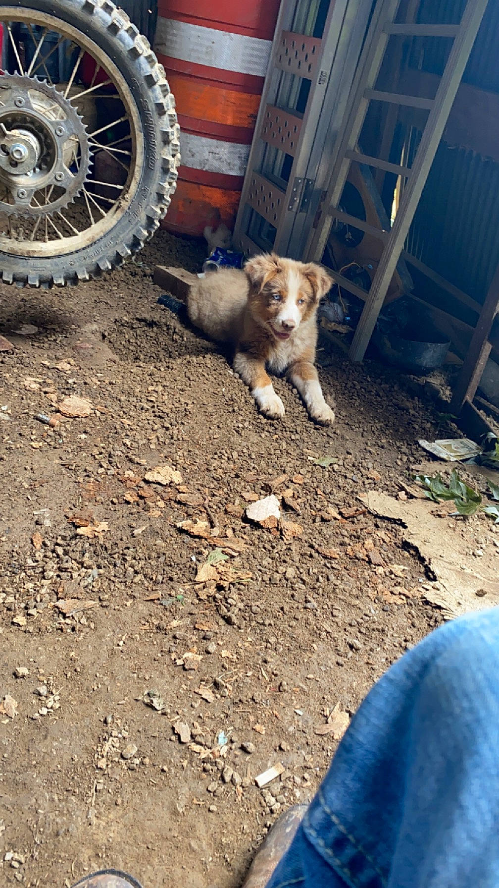 Macy joined the competition — help win amazing prizes! asphalt, automotive_tire, carnivore, companion_dog, dog, dog_breed, fender, grass, hubcap, rim, road_surface, rolling, synthetic_rubber, tire, tire_care, tread, vehicle, vertebrate, wheel, working_animal