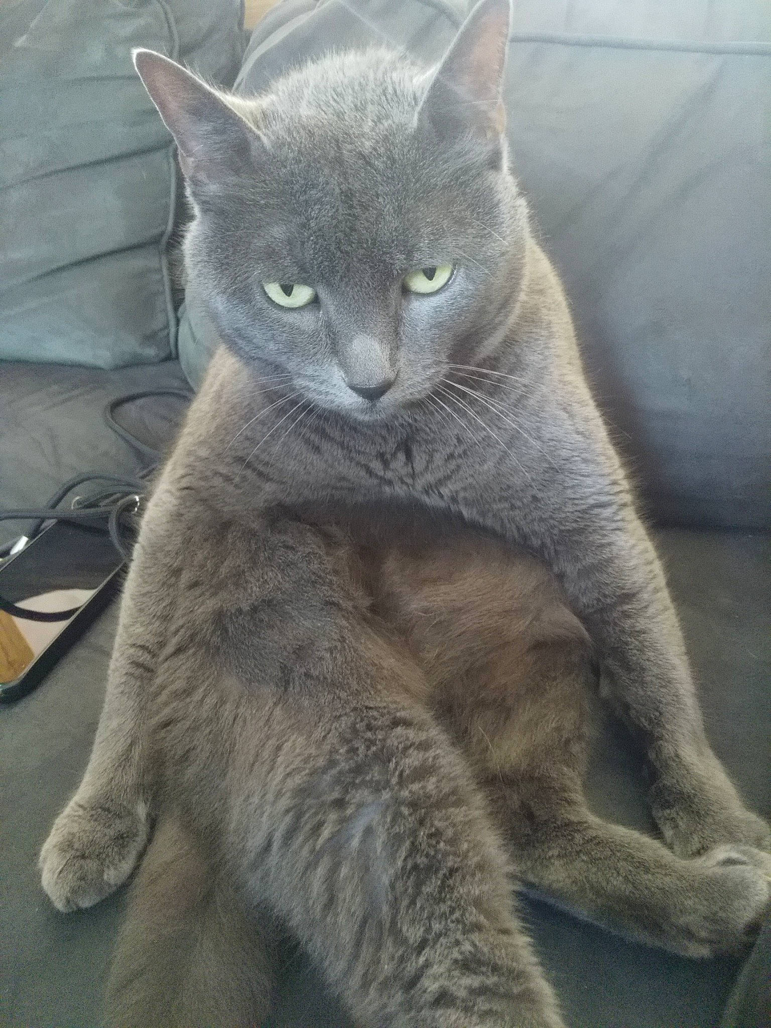 Luciole a rejoint le concours — aidez-le/la à gagner de superbes lots ! carnivore, cat, claw, comfort, domestic_short_haired_cat, eye, felidae, fur, grey, russian_blue, small_to_medium_sized_cats, snout, terrestrial_animal, whiskers, wildlife, window