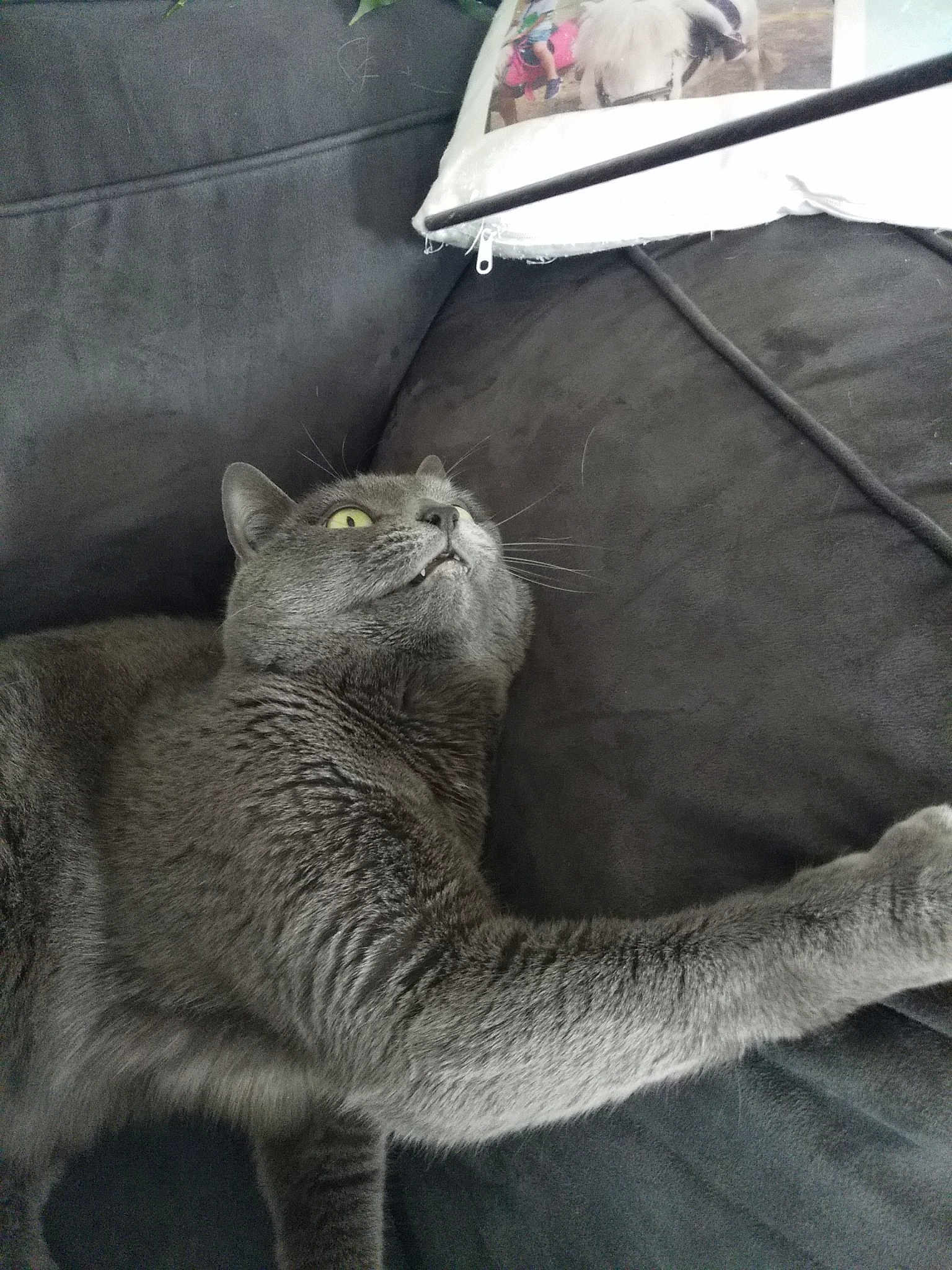 Luciole