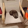 cat, chair, wooden_armchair, cushion, sleeping, gray_cat, indoor, floor, home, furniture, pet, relaxing, cozy, quiet, resting, domestic, animal, curled_up, calm, peaceful