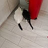 cat, cats, animal, pets, floor, tile_floor, indoor, kitchen, trash_bin, red_trash_bin, black_and_white_cat, white_cat, feeding, side_by_side, domestic, pet_feeding, tail, furniture, bag, wall